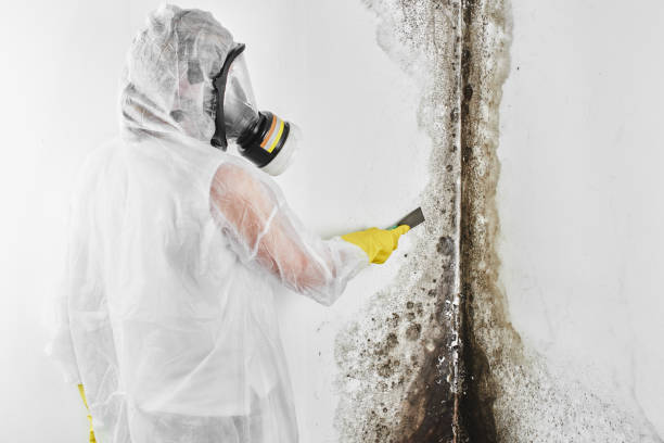 Best Professional Mold Removal  in Monessen, PA