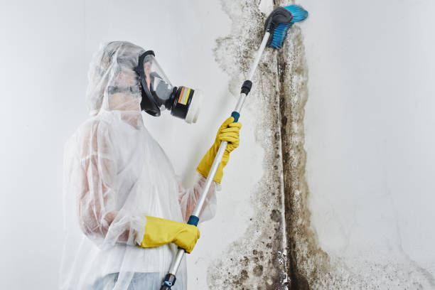 Best Attic Mold Removal  in Monessen, PA