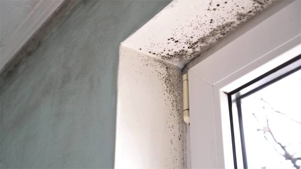 Best Residential Mold Removal  in Monessen, PA