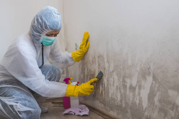 Mold Removal Process in Monessen, PA