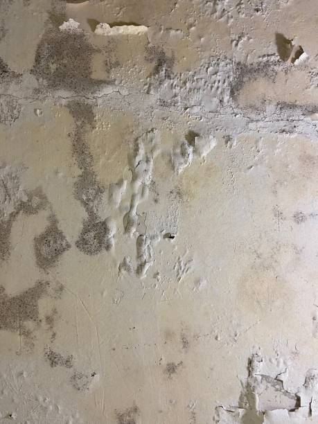 Best Professional Mold Removal  in Monessen, PA