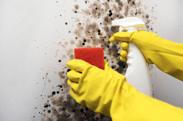 Best Commercial Mold Removal  in Monessen, PA