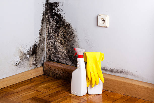 Home Mold Removal in Monessen, PA