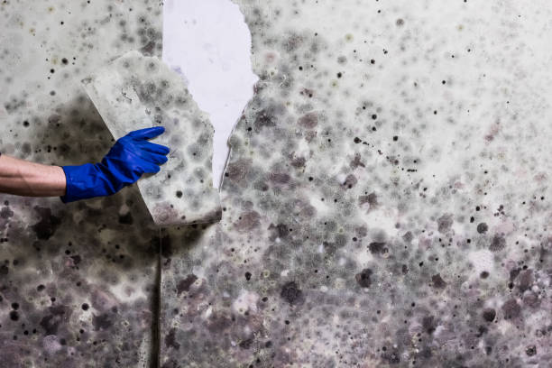 Best Toxic Mold Removal  in Monessen, PA