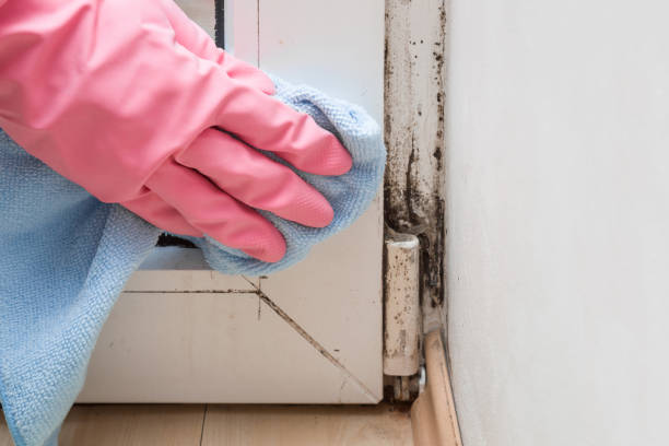 Best Mold Removal Process  in Monessen, PA