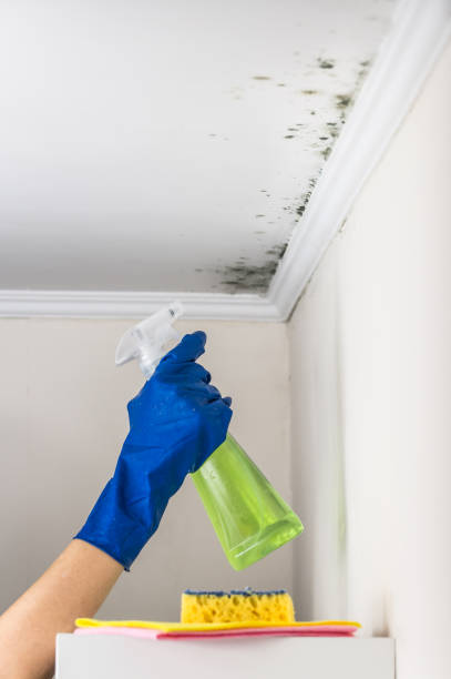 Best Mold Inspection  in Monessen, PA