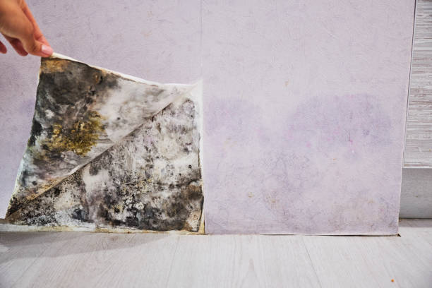 Best Affordable Mold Removal  in Monessen, PA